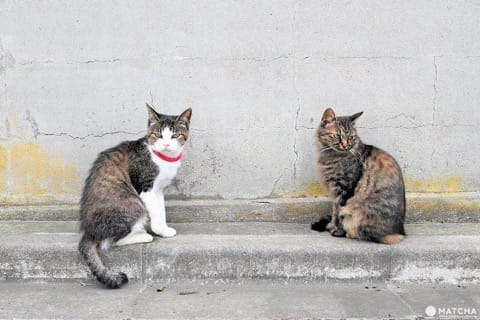 ねこしまねこ