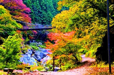 東京近郊 賞楓 秘境