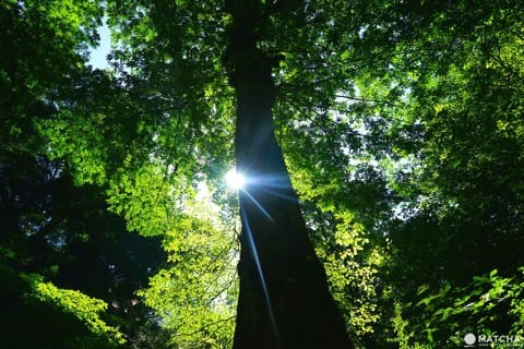 手ぶらでOK!九州の山々の自然を体感しよう ― 奥日田でのアウトドア3選