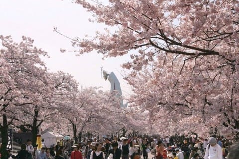 【2018年】必ず行きたい大阪桜スポット10選