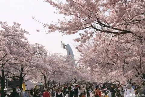 【2018年】必ず行きたい大阪桜スポット10選