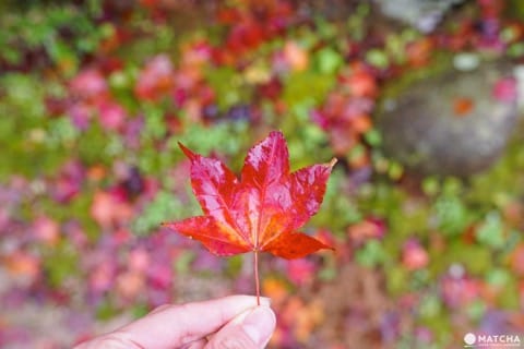 Top 6 Autumn Spots In Tottori - Colorful Nature Off The Beaten Path