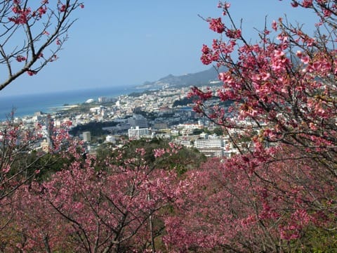 Nago Cherry Blossom Festivalり