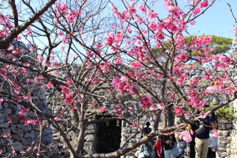 Nakijin Gusuku Cherry Blossom Festival