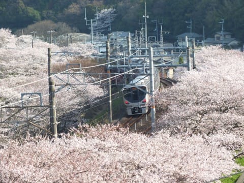 【2018年】必ず行きたい大阪桜スポット10選