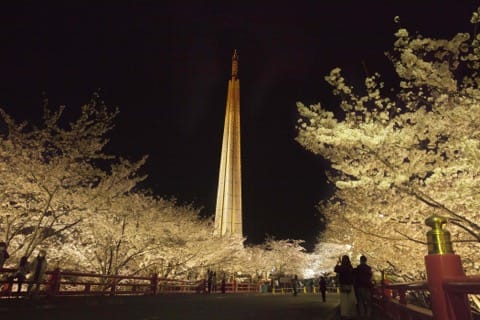 【2018年】必ず行きたい大阪桜スポット10選