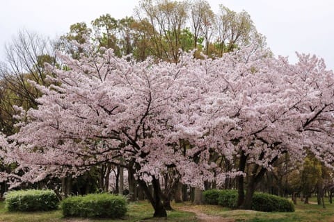 【2018年】必ず行きたい大阪桜スポット10選