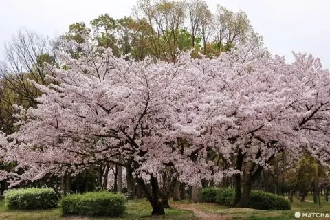 【2018年】必ず行きたい大阪桜スポット10選