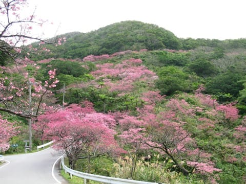 Motobu Yaedake Cherry Blossom Festiva