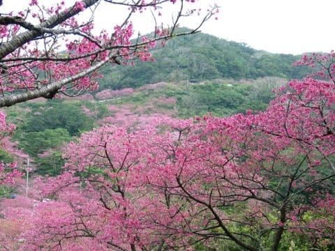 Motobu Yaedake Cherry Blossom Festiva