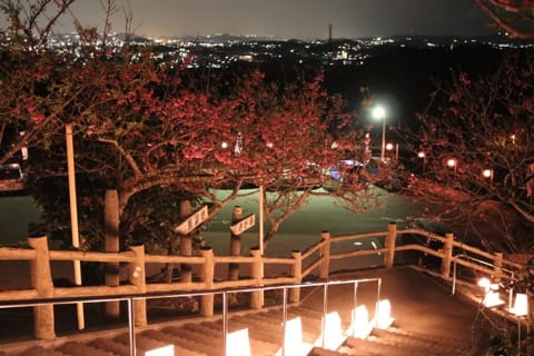 Yaese Cherry Blossom Festival