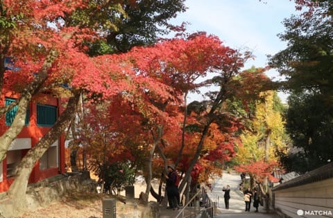 三重塔で名高い「須磨寺」は伝統と革新のワンダーランド!笑顔が生まれるお寺を楽しもう。