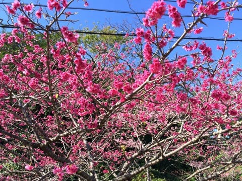 Naha Sakura Festival