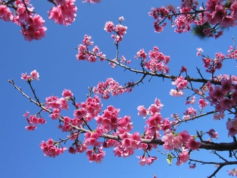 Naha Sakura Festival