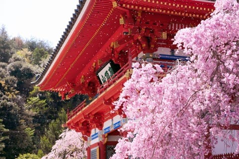 【2019年】必ず行きたい大阪桜スポット10選