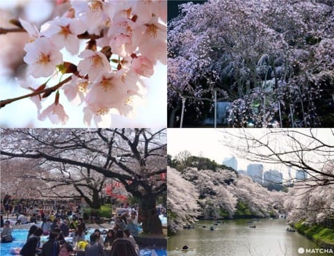 15 Cherry Blossom Spots In Tokyo That You Just Have To See!