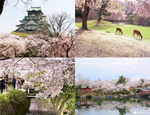 10 Great Cherry Blossom Viewing Spots in Kansai: Kyoto, Osaka, Nara, Hiroshima