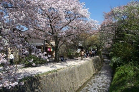 10 Great Cherry Blossom Viewing Spots in Kansai: Kyoto, Osaka, Nara, Hiroshima