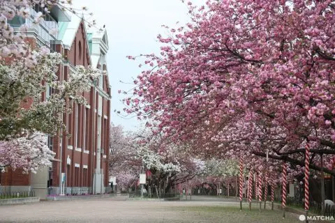 【2020年】必ず行きたい大阪桜スポット10選
