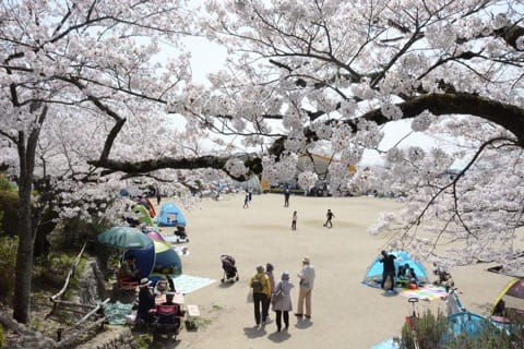 【2019年】必ず行きたい大阪桜スポット10選