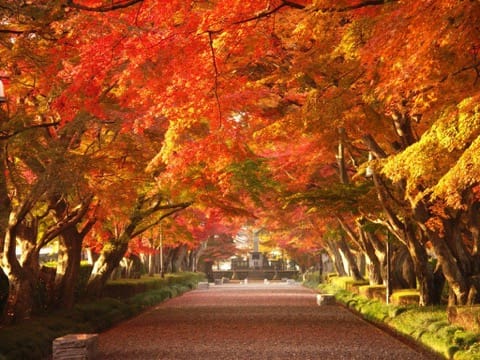 栃木大山參道