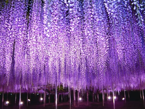 栃木足利花卉公園