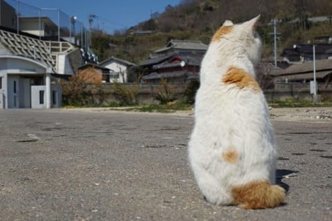 猫、鹿、クジラ……動物と友達になれる!日本の観光スポット5選