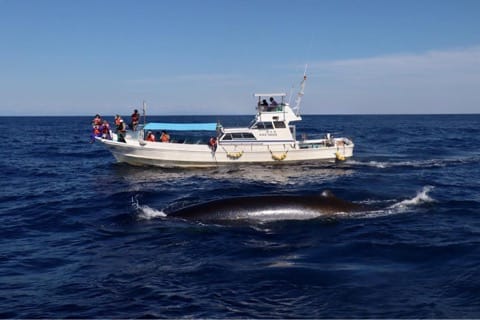 猫、鹿、クジラ……動物と友達になれる!日本の観光スポット5選