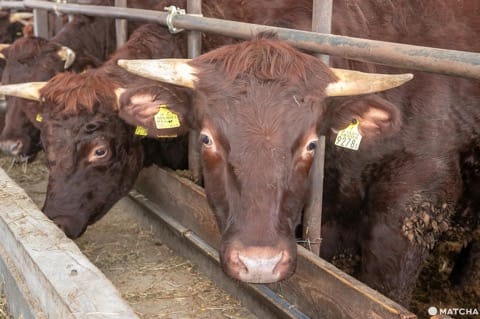 幻の和牛!「短角牛」の美味しさの秘密と産地・岩手県のレストランを紹介