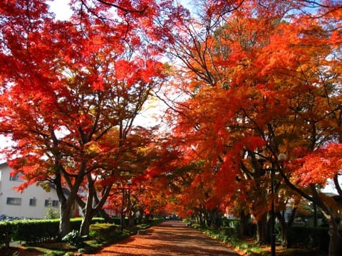 【栃木】どの季節も楽しめる!写真好きには見逃せない絶景5スポット
