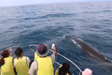 猫、鹿、クジラ……動物と友達になれる!日本の観光スポット5選