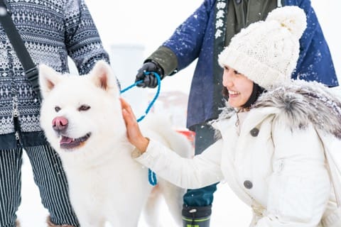 秋田縣秋田犬