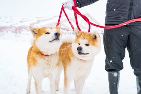 秋田縣秋田犬
