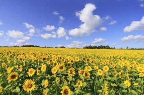 Hokkaido Travel Guide: Points Of Interest, Weather, Events, And More!