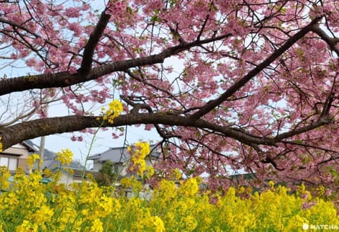 Kawazu Sakura Festival - See Cherry Blossoms Early!