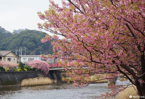 Kawazu Sakura Festival - See Cherry Blossoms Early!