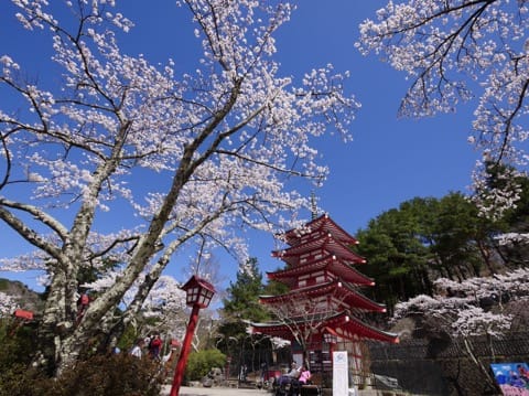 2週間だけの絶景を見に行こう!富士山と桜、山梨グルメが楽しめる「新倉山浅間公園桜まつり」