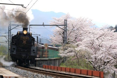 長瀞秩父SL桜櫻花