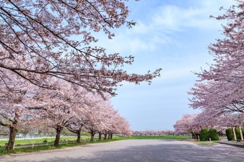 大宮公園桜