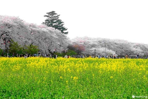 幸手桜