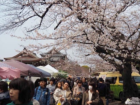 東別院てづくり朝市 櫻花