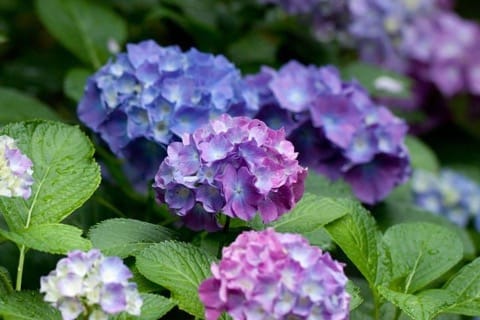 Summer In Japan - Weather, Clothing And Travel Tips For June-August