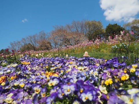 ซากุระหมดไม่ต้องเสียใจ! โยโกฮาม่ามีดอกไม้ให้ชมถึงมิถุนายนในงาน Garden Necklace Yokohama 2019