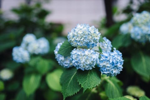 Tsuyu (Rainy Season) - Japanese Encyclopedia