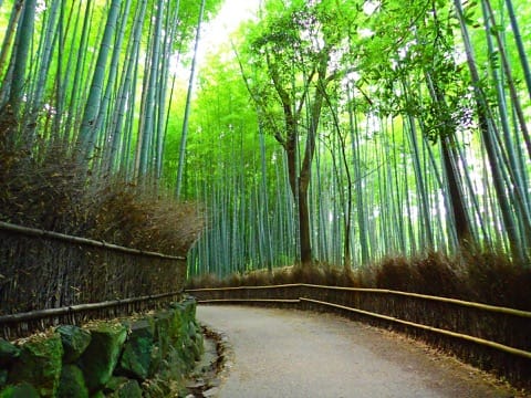 Arashiyama Bamboo Grove