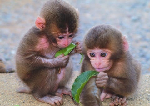 Arashiyama Monkey Park Iwayatama