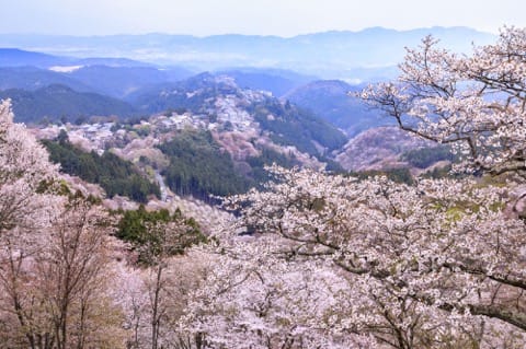 奈良の吉野山にたたずむ世界遺産「金峯山寺」で日本の信仰に触れよう