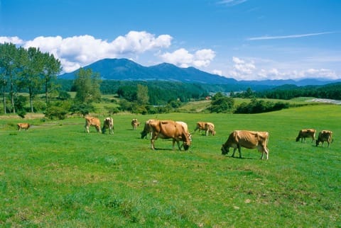 台湾からの直通便も運行! 絶景や美食を満喫できる岡山の見どころ&モデルルートを紹介