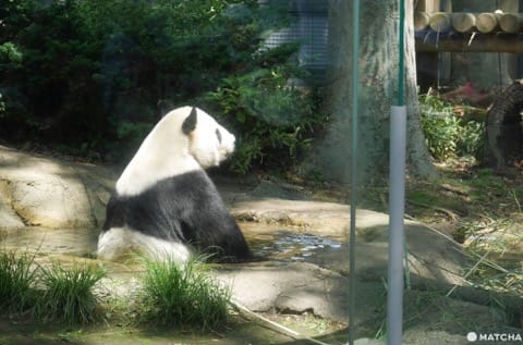 上野動物園熊貓