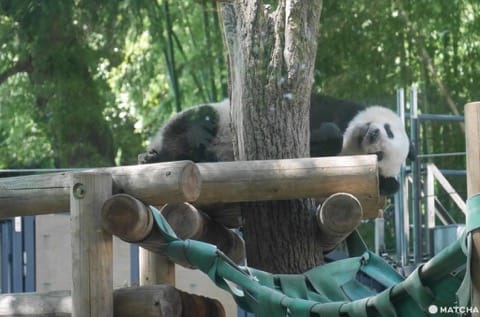 上野動物園熊貓